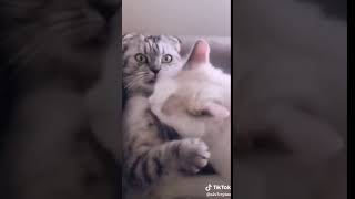 قطط مضحكة  القطة بتخون زوجها