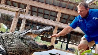 Download lagu Chester the 14ft Alligator on Mike Hileman 39 s Birthday Chester the 14ft Alligator on Mike Hileman 39 s Birthday