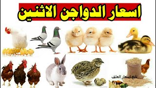 اسعار الفراخ البيضاء اليوم الاثنين 23/3/2020 بورصه الدواجن/البط/الارانب/السمان/الحمام/البيض/الاعلاف