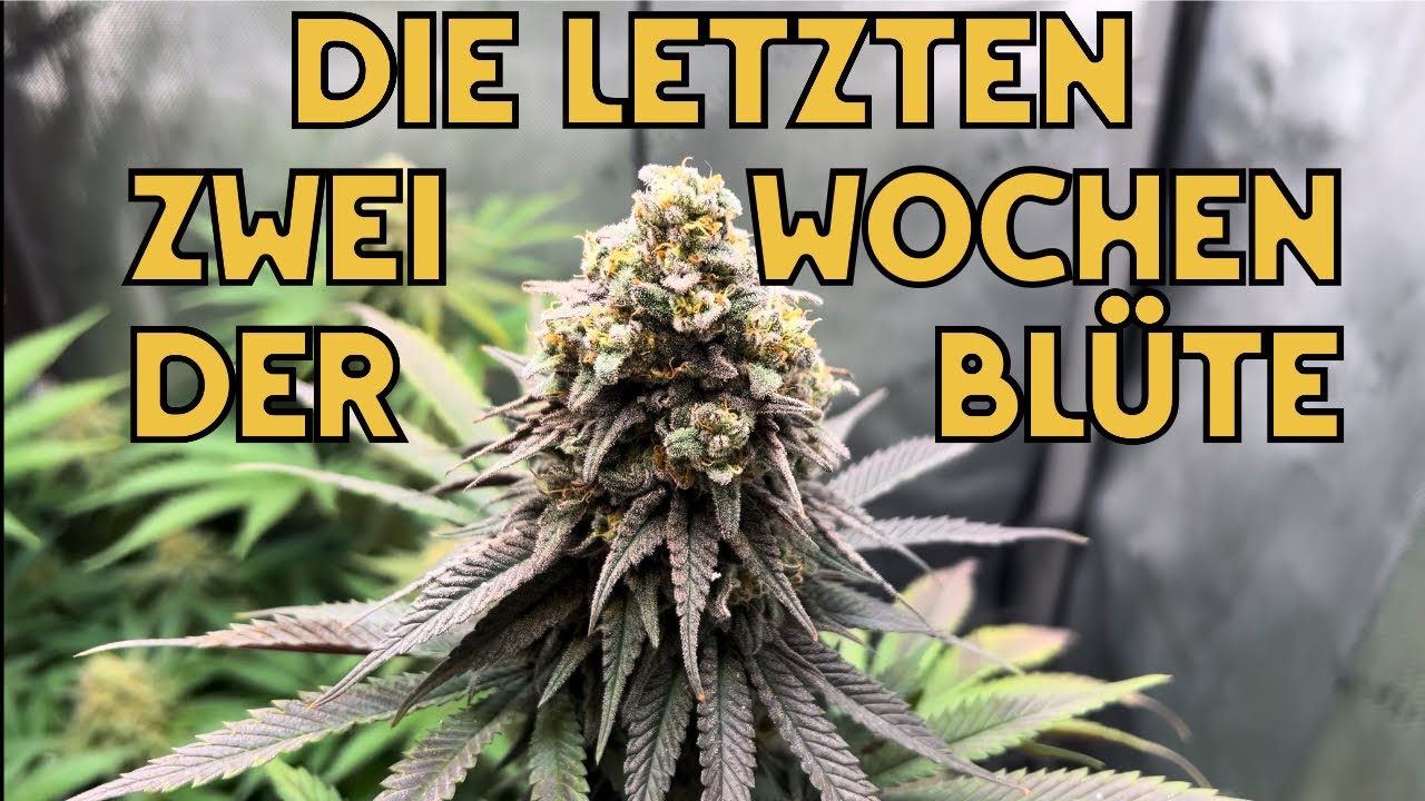 Endspurt! Die letzten zwei Blütewochen ⭐️ ⭐️
