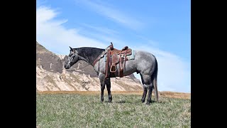 Smoky Gray Colored Gelding. Loves People. Reining & Ranch Horse. Twombly Horse.