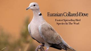 Eurasian Collared Dove | Range, Habitat & Interesting Facts