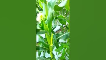 Cabe rawit subur tumpang sari jagung#shorts