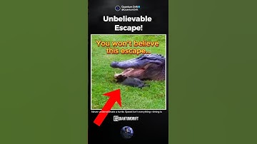 Turtle OUTRUNS a Crocodile… HOW?! 🐢😳  #Turtle #Crocodile #AnimalEscape #WildlifeShorts