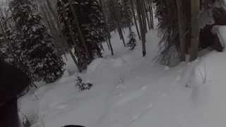 Through the Trees