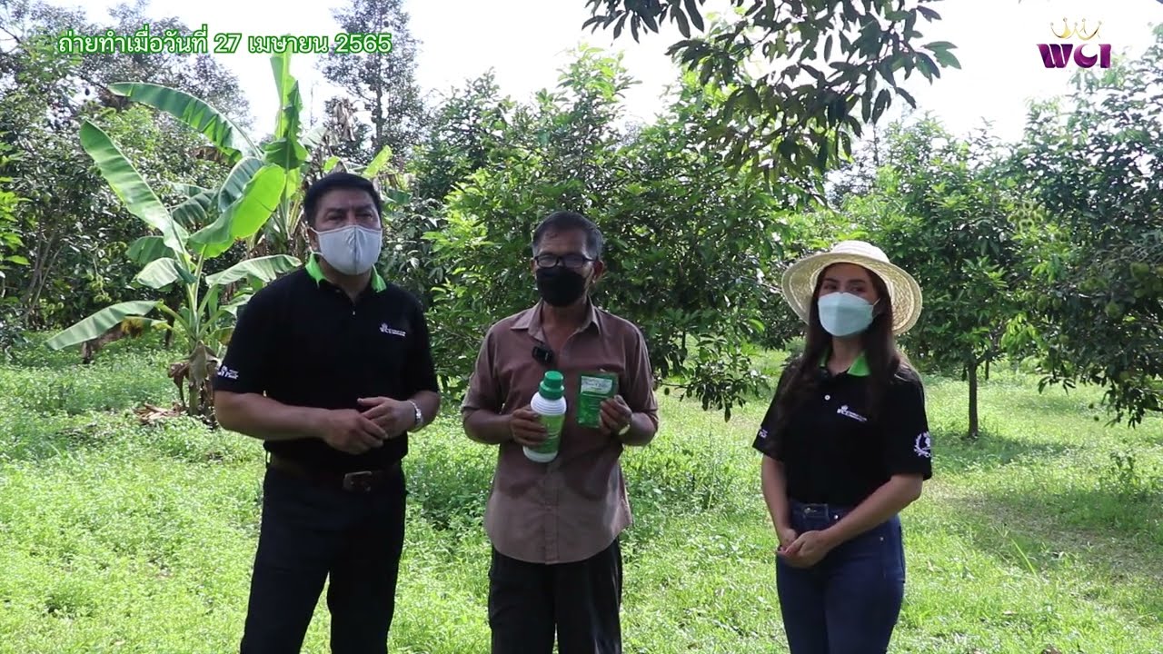 พลิกฟื้นสวนทุเรียน ถูกทิ้งไว้กว่า 10 ปี ! ต้นสมบูรณ์ ใบงาม ลูกดก ด้วยคู่หูมหัศจรรย์  พี่อ๊อด จ.ตราด