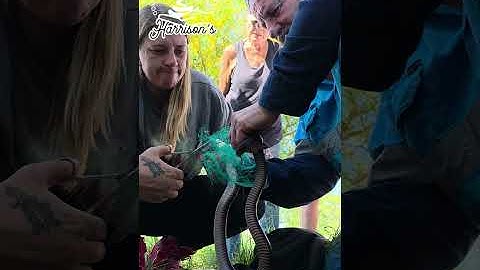 Red belly black snake tangled in bird netting 