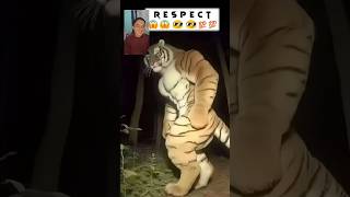 Tiger is Real #shorts #short #shortvideo #funny #viral #funny