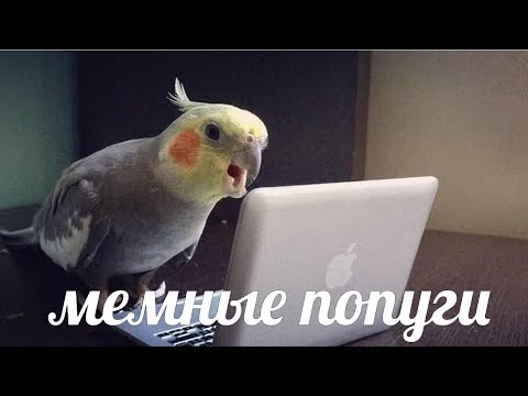 видео: Талантливые и Смешные Птички / Приколы с Попугаями