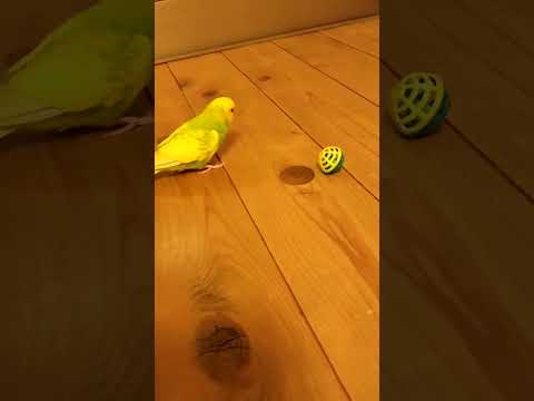 セキセイ インコ 床 に いる