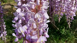 Глициния китайская Пролифик (Wisteria sinensis Prolific)