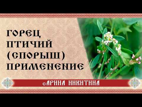 Горец птичий (спорыш) | Лечебные свойства | Применение для оберегов и талисманов | Арина Никитина