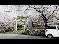 【長崎県大村市】旧円融寺庭園 桜鑑賞！春の庭園散歩 ～令和7年4月3日～ #花々ｿﾞｰﾝ