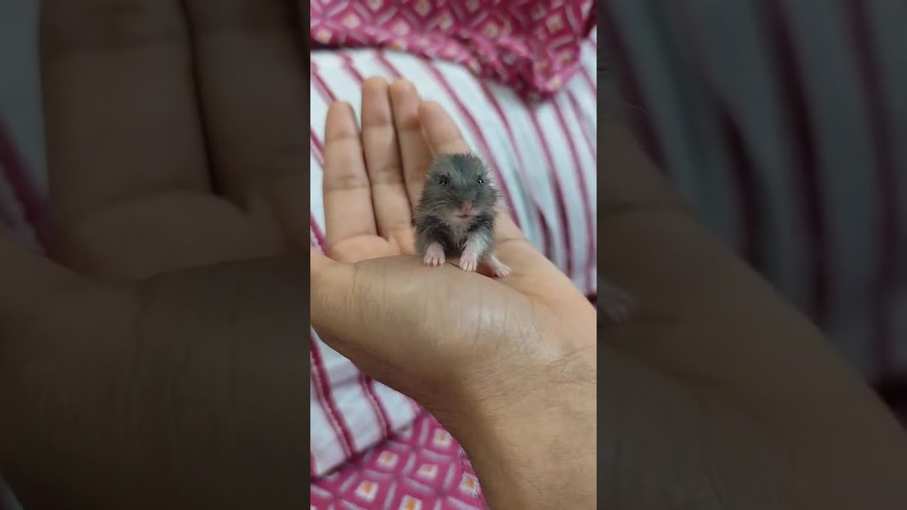Russian Dwarf Hamster Pair 5 Weeks
