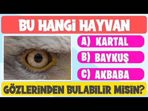 Video: Geyik-Chasing Doggo Gözaltına Alınan, Hevesli Olmakla Yüklendi