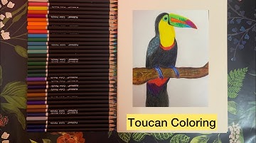 Coloring a Beautiful Toucan with Color Pencils | Easy Bird Drawing #bird #easydrawing 
