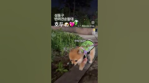 [성동구청] 성동구반려견 순찰대! #성동구 #반려견 #반려동물 #순찰 #치명적 #용맹 #충성 #끝장판 #지킴이 #호두 #안전 #책임 #구독 #좋아요 #제발 #shorts