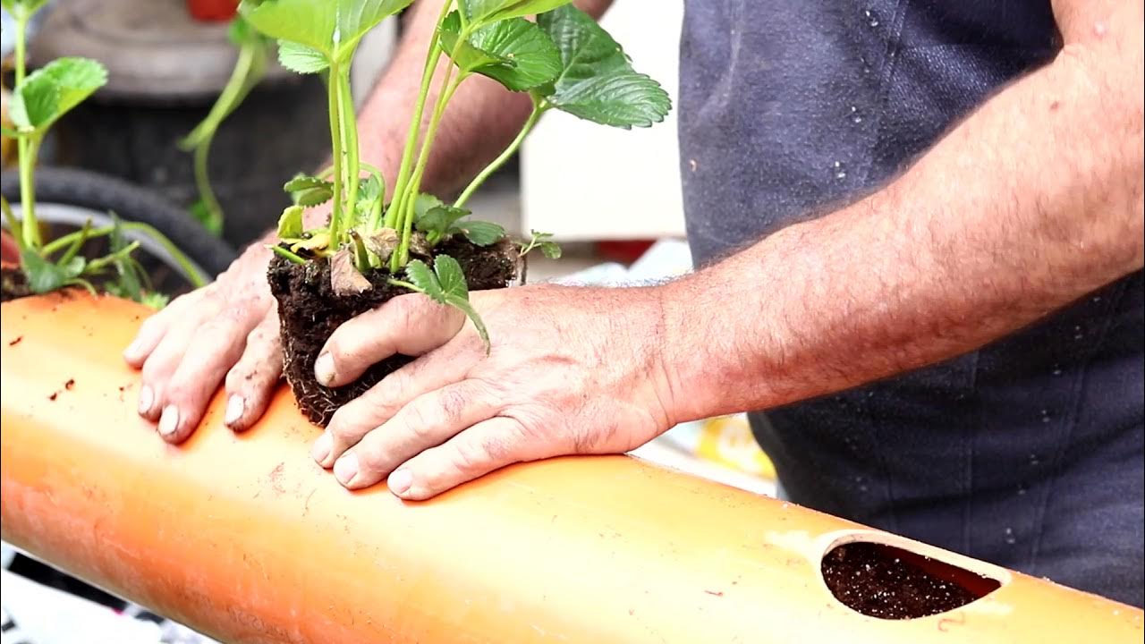 Growing Strawberries in PVC Pipe YouTube