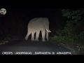 #Elephant# ( Combined Tusk) and #Jasoprakas# at Night.