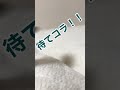チンピラ文鳥VS飼い主