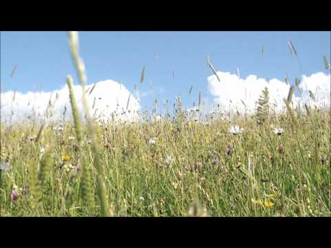 93 An Encounter With Beauty, by Paul Collier 1080p HD video of clouds and flowers