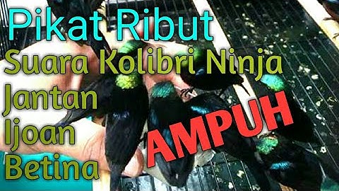 Pikat Ribut Kolibri ninja || Suara Panggilan konin Betina || Konin ijoan || Konin Jantan. AMPUHH