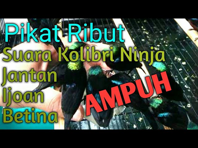 Pikat Ribut Kolibri ninja || Suara Panggilan konin Betina || Konin ijoan || Konin Jantan. AMPUHH class=