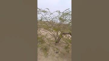 قران كريم تلاوات الصوت جميل جيدا الشيخ محمد الفقيه #الشيخ_محمد_الفقيه #المصحف #محمد_الفقيه