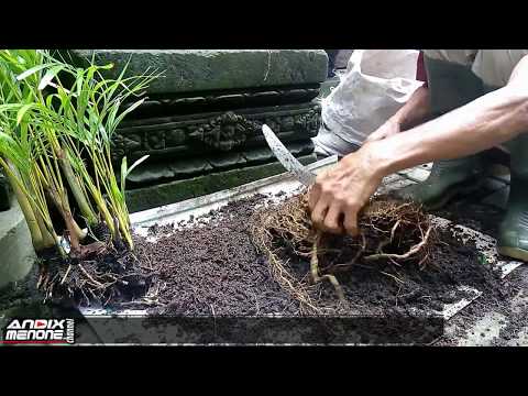 Video: Kentia Palm Growing - Perawatan Pohon Palem Kentia Di Dalam Ruangan