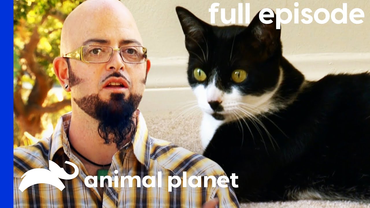 my cat from hell season 10 episode 6