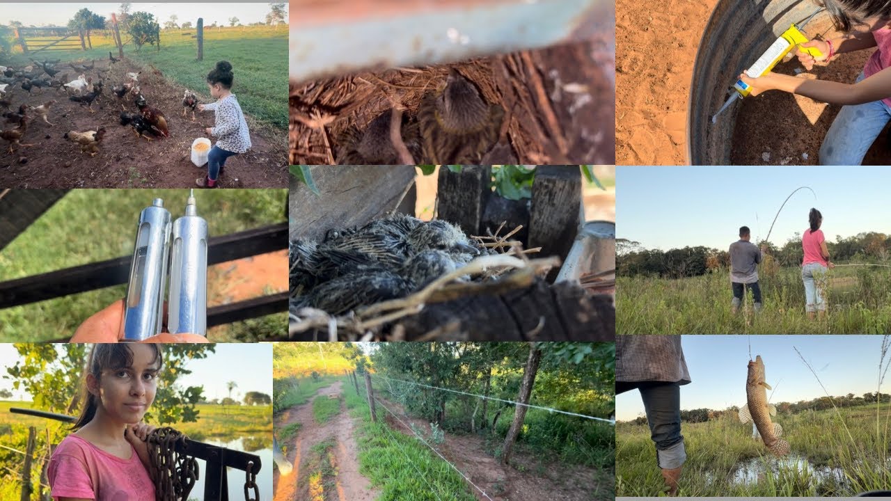 VACINA DE REPRODUÇÃO NAS LEITEIRAS/ ARRUMANDO A CERCA DA REPESA🐄🧑🏽‍🌾🎣🙌🏽