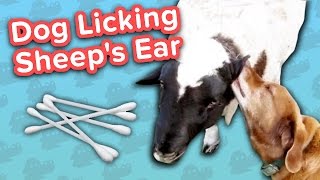Dog Licks Sheeps Ear & Puppies Attack Funny Animal Compilation