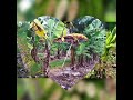 harvested banana diseases full video 👇