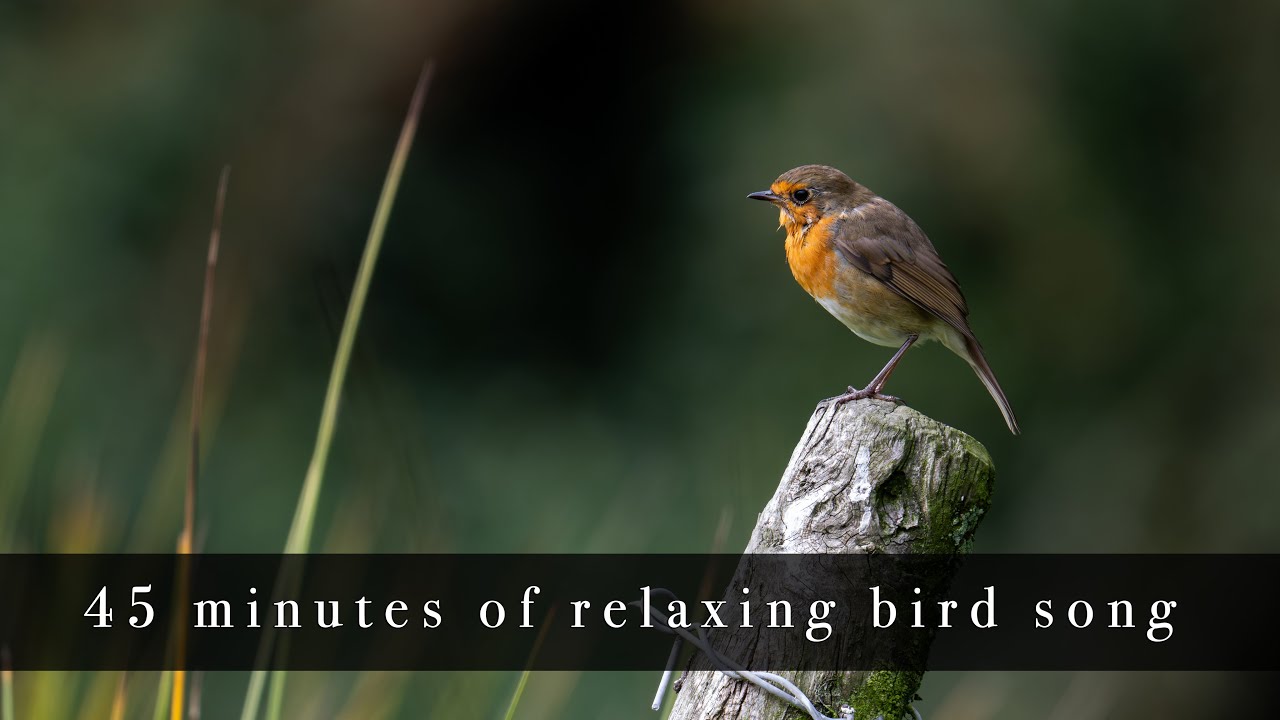 Irish Bird Songs – 45 Minutes of Calming Nature Sounds from Ireland