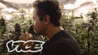QC Bud: The Black Market's Last Stand