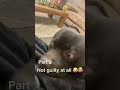 Dog’s guilty face #dog #usa🇺🇸 #tiktok #funny #dogsoftiktok 1