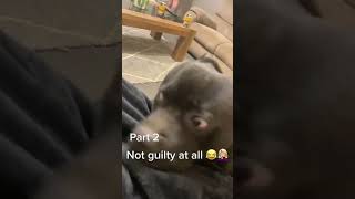 Dog’s guilty face #dog #usa🇺🇸 #tiktok #funny #dogsoftiktok 1