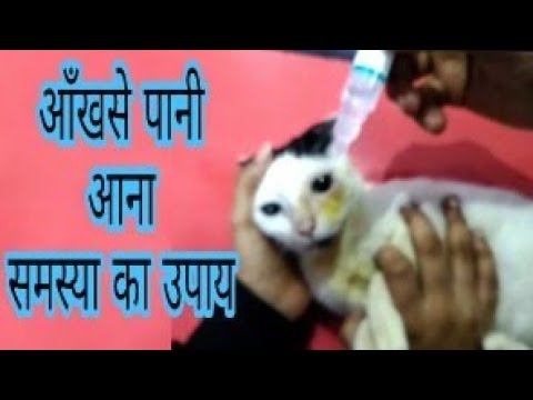 वीडियो: बिल्ली में आईरिस बॉम्बे - बिल्ली में आंख की सूजन - Cat . में पोस्टीरियर Synechiae