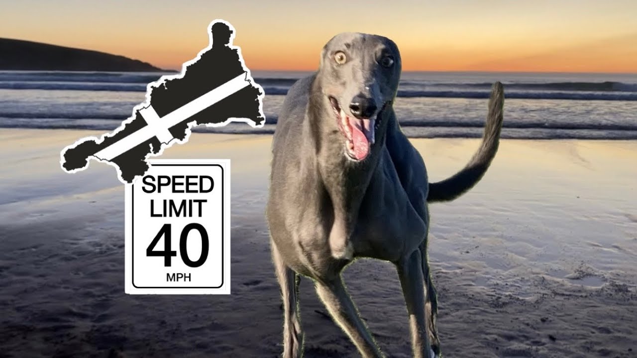 Back by popular demand…Fairy the GREYHOUND runs 40mph on the beach!!
