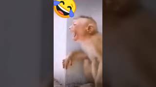 Funny videos Monkey Crying