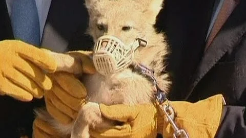CLONED COYOTES: South Korean team claim world first