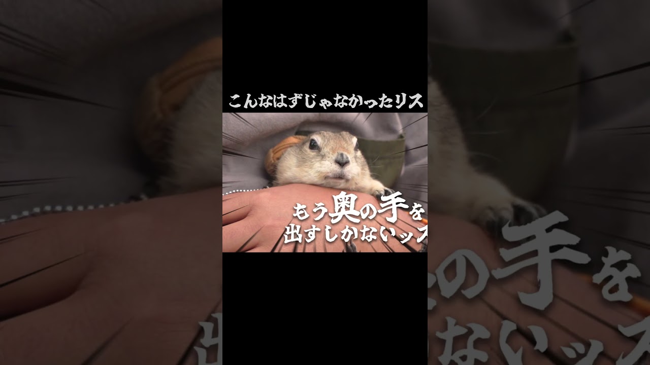 リスの奥義 #リチャードソンジリス #ペット
