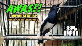 Suara Burung Kacer Bikin Lawan Emosi Gacor, Pancingan Kacer Agar Cepat Emosi Gacor