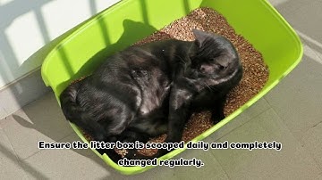 "Cracking the Code: Your Comprehensive Guide to Tackling Litter Box Woes with Your Feline Friend"