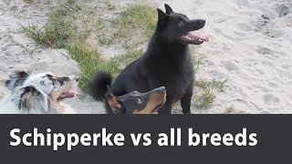 Schipperke is playing vs different breeds we've met. Maximum collection of fun