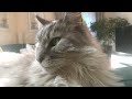 Main coon Cat Kosie is plaing - short 1min clip