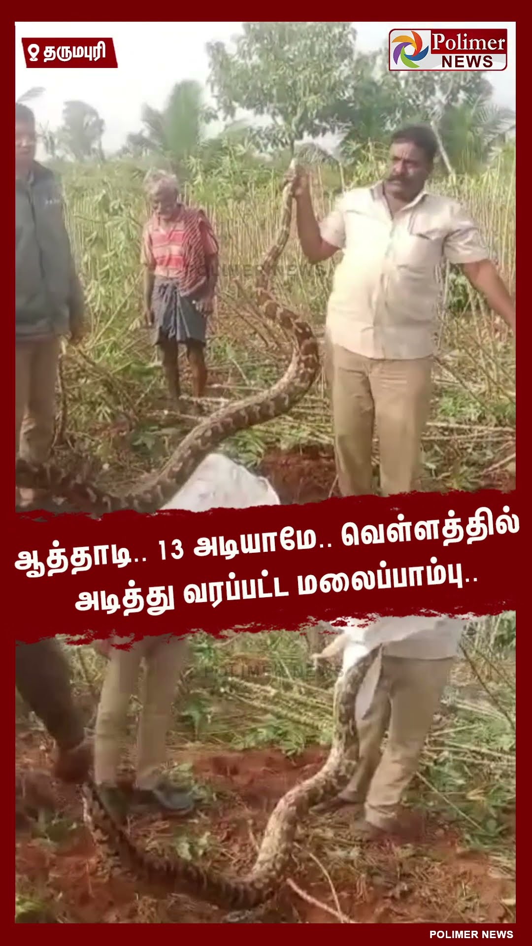 ஆத்தாடி.. 13 அடியாமே.. வெள்ளத்தில் அடித்து வரப்பட்ட மலைப்பாம்பு.. #shorts