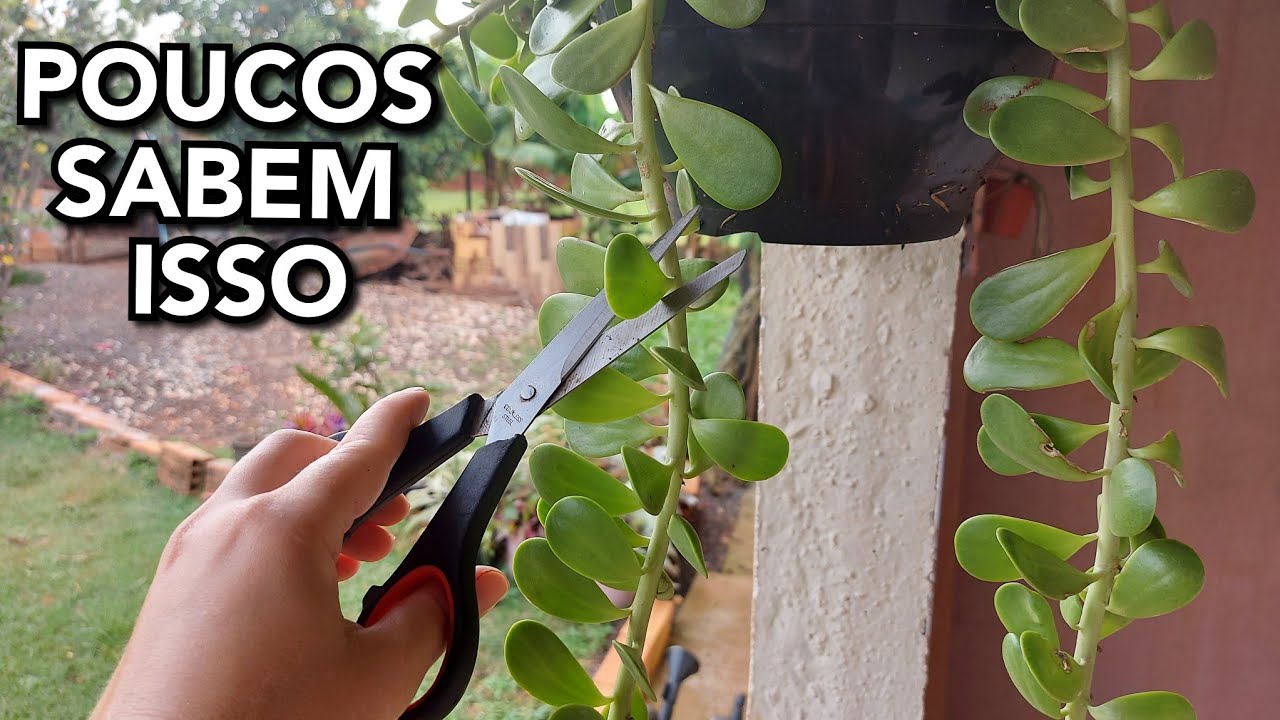 Poucos CONHECEM esse TRUQUE com o Senecio Jacobsenii - Você vai adorar saber