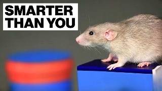 The Secret World Of Urban Rats
