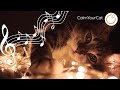 20 hours of expert made music your cat will love 